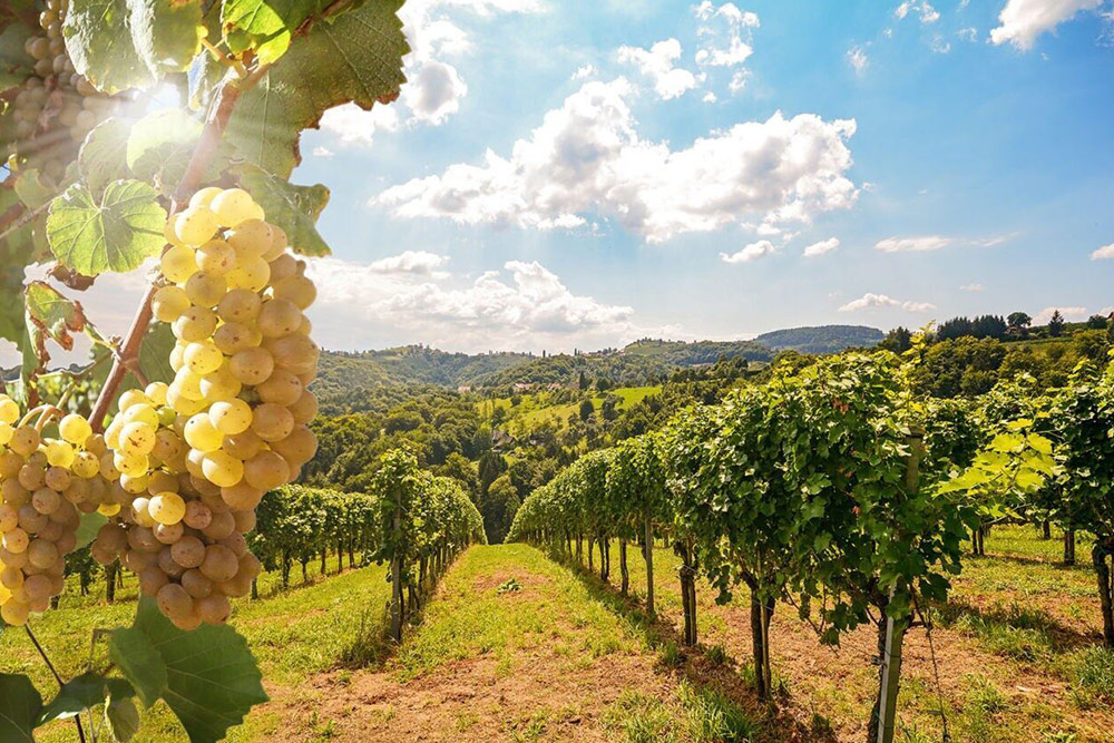 Claire Maggiora Events vigneti Piemonte